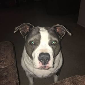 Meet your Posher, Dennis